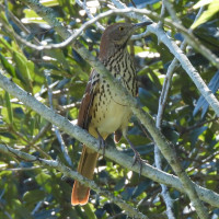 Brown Thrasher